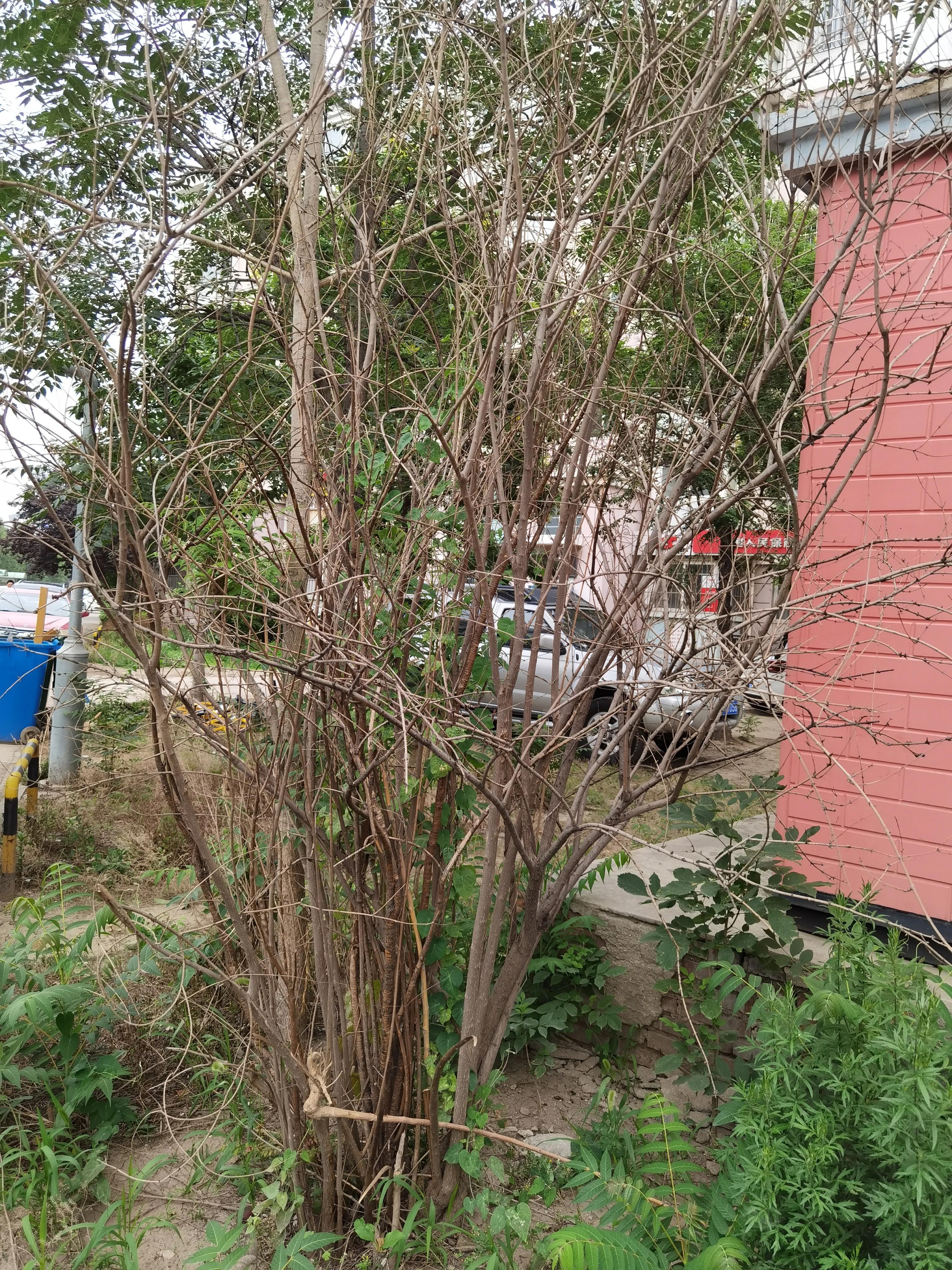 七月来了，天津小区知了钻出地面，曾经枯死的石榴树竟有发芽的