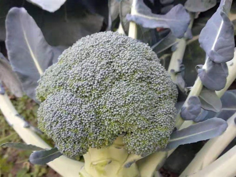 西兰花开始有花要预防什么病,西兰花黑茎病的防治方法