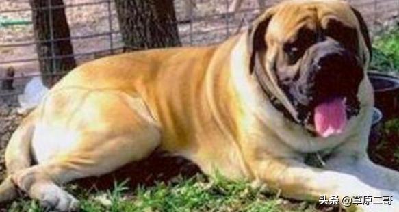 顶呱呱知识科普,顶呱呱科普小知识动画