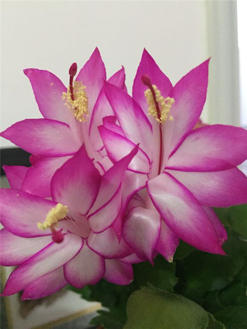 怎么给蟹爪兰做支架,蟹爪兰支架自己做