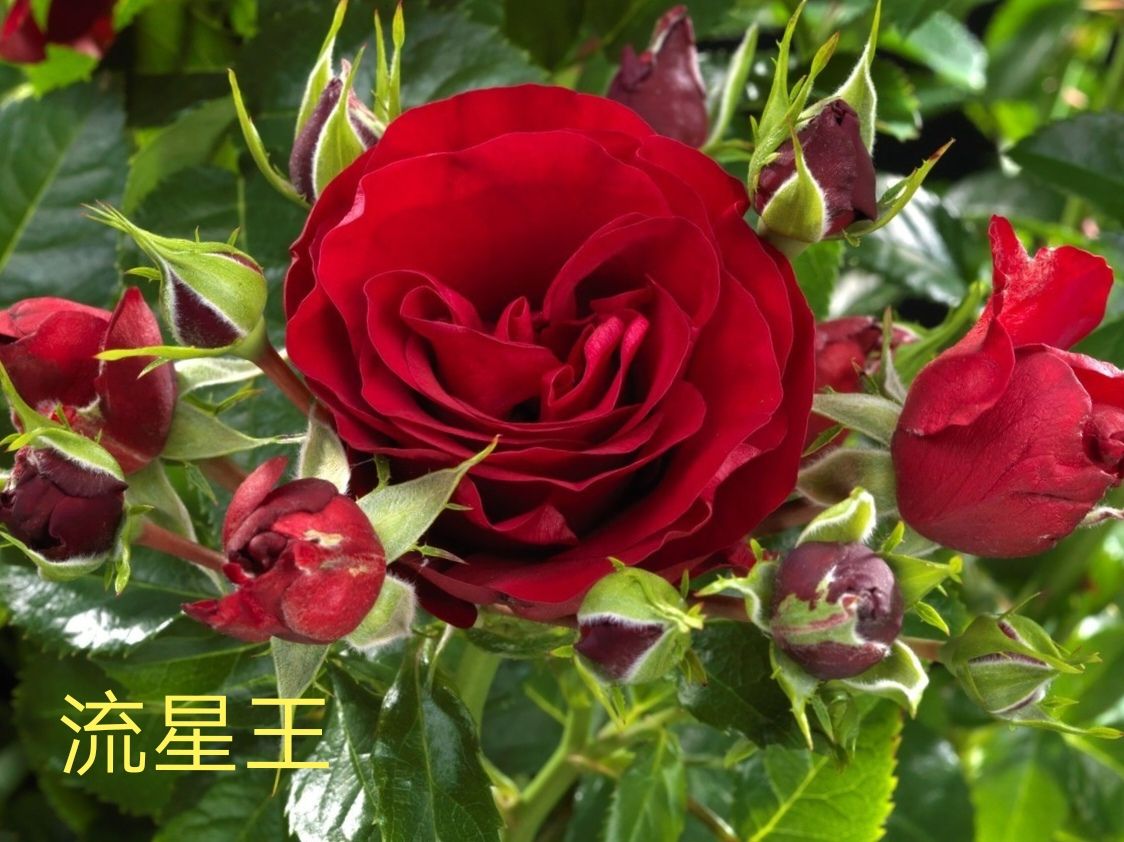 阳台系列月季品种大全,微型月季藤本月季