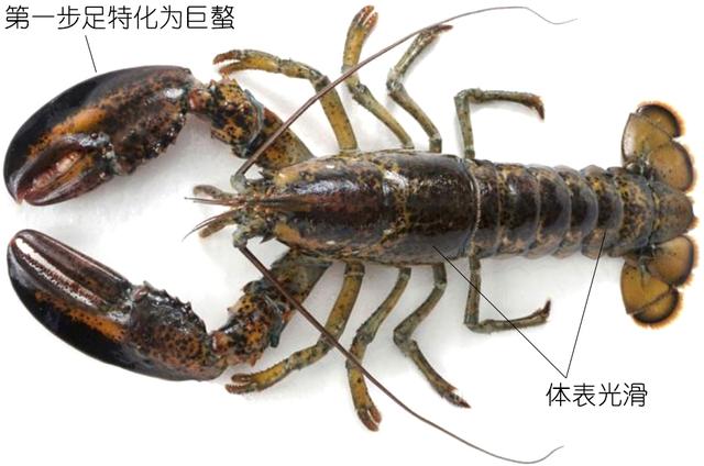 硬壳罗氏虾和软壳罗氏虾的区别,罗氏虾鳌虾甜虾有什么不同