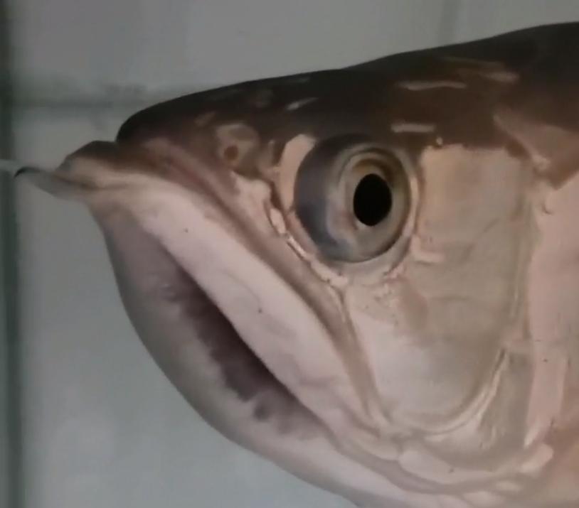 重磅|国内缸内金龙鱼繁殖重大突破,附65天跟踪记录