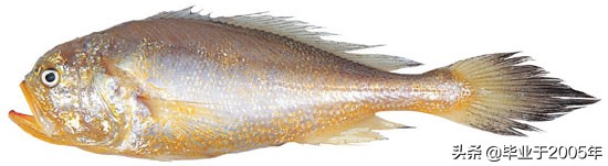 辽宁的水产品有哪些,辽宁常见的鱼