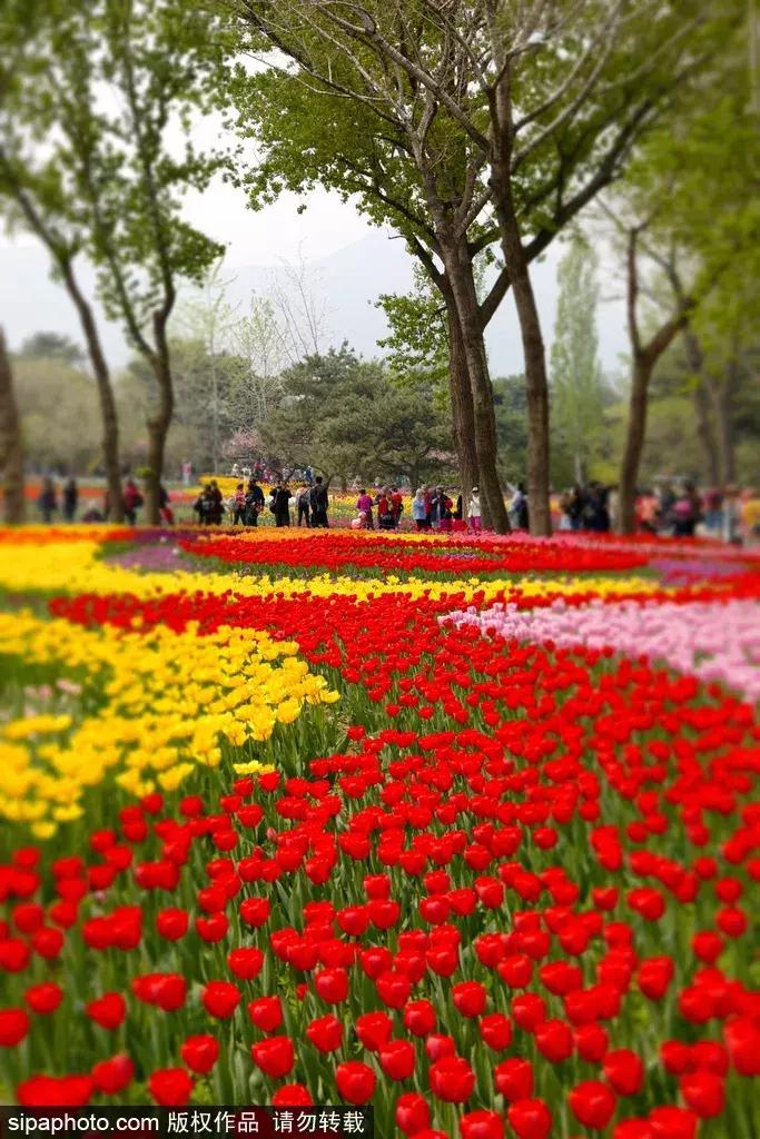 荷兰郁金香花海,不出北京游世界