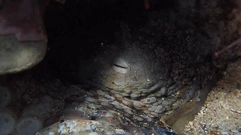 人鱼情未了在线阅读,人鱼情未了电视剧免费观看