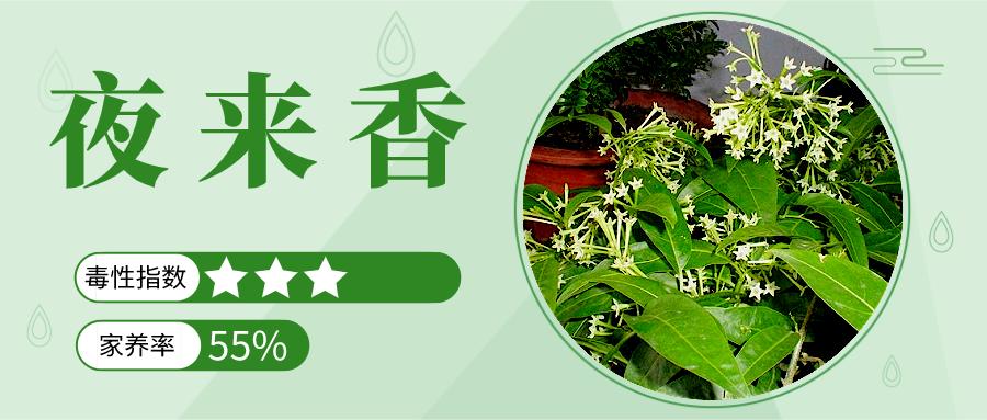 家里能养的名贵花卉排行榜,有毒性的花卉需合理养