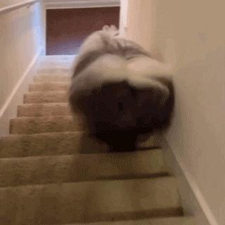 为抢玩具狗子跳起电臀舞！这么搞笑的屁屁可以看一年