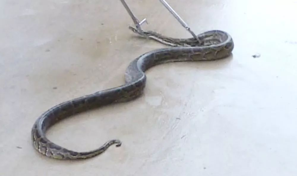 偷鸭贼被逮住视频,偷鸭贼被抓