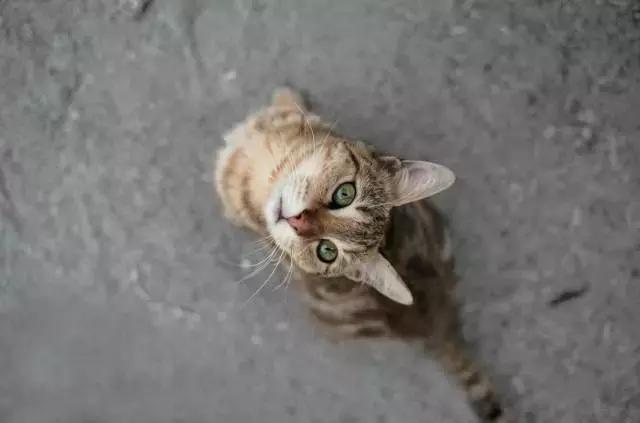 拍照模糊的方法是什么,拍照模糊如何去掉