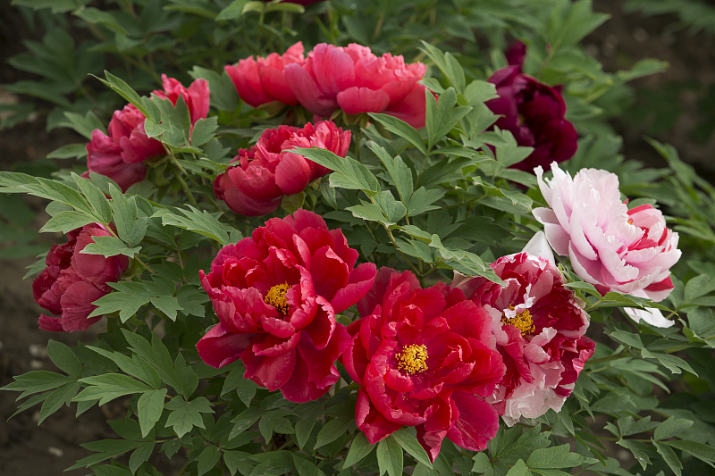 牡丹花能盆栽吗怎么养活,牡丹花适合种植在庭院什么地方