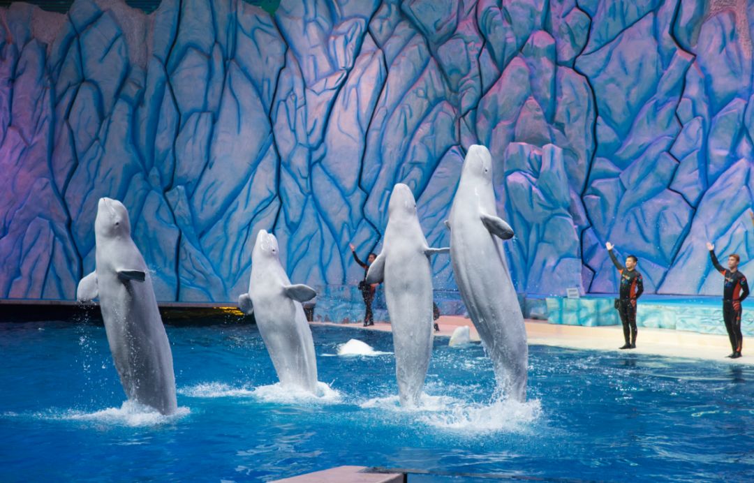 珠海九洲岛旅游攻略一日游路线图,国庆珠海旅游攻略