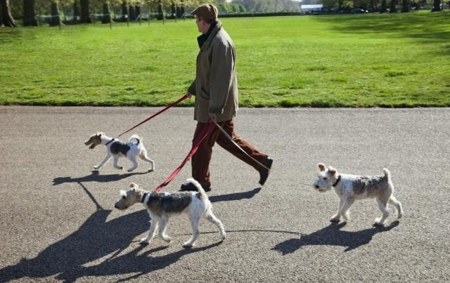 养狗不睡觉的后果,养狗遛狗不牵绳怎么办