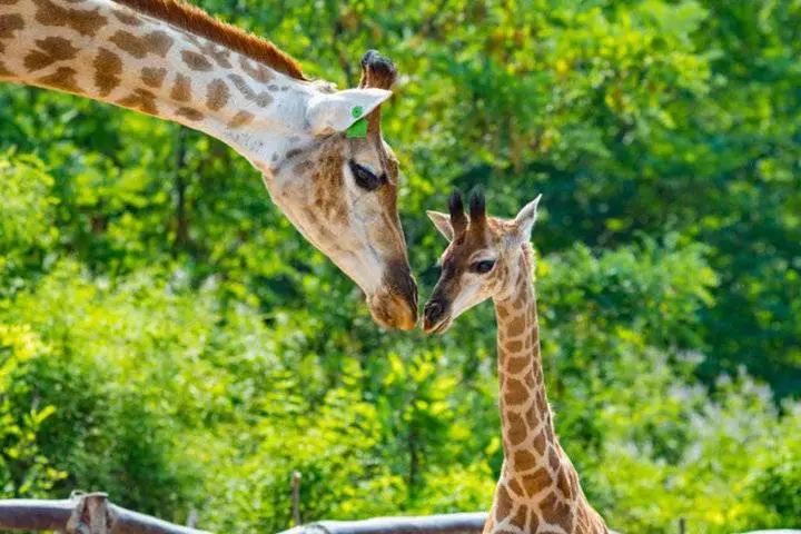 山东免费景区开放最新通知,山东景区门票免费政策有哪些