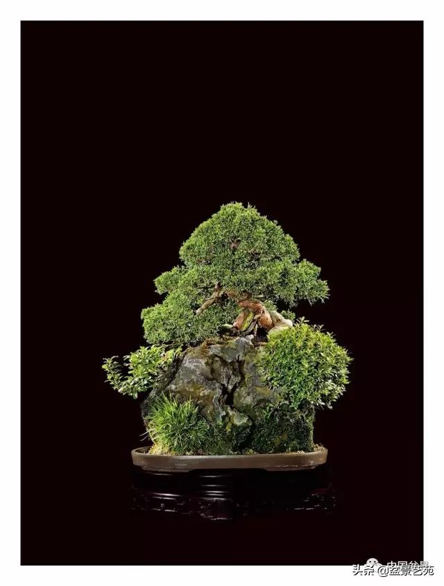 玩盆景必备栽种知识,观赏盆景的意境