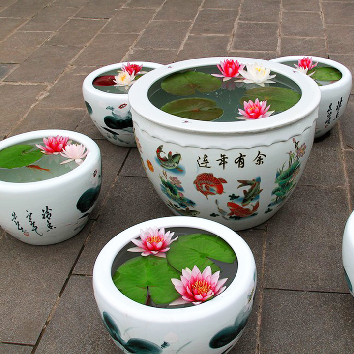 碗莲怎么养才能开花多呢,碗莲怎么养视频教程全集