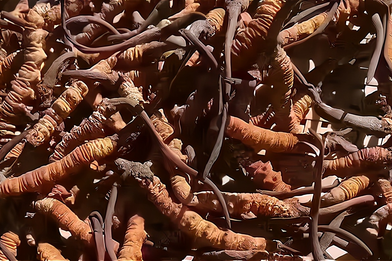 曾经被人捧上天的野草,曾经万人追捧的神药如今无人问津