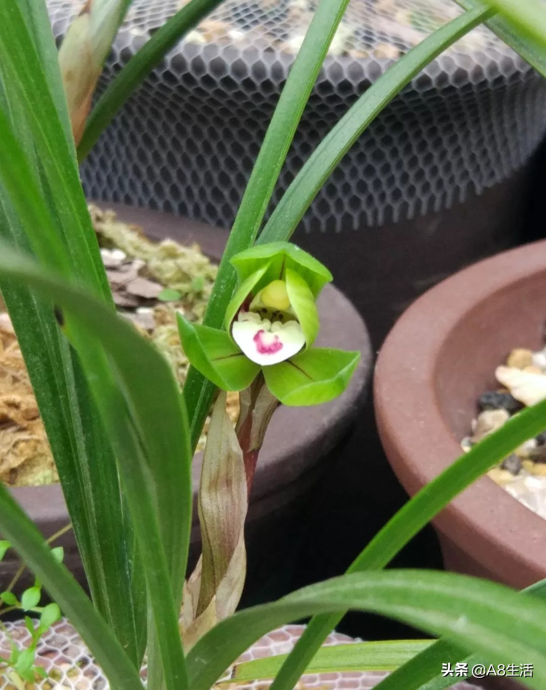 每日一品中国兰花图片,每日一品全文