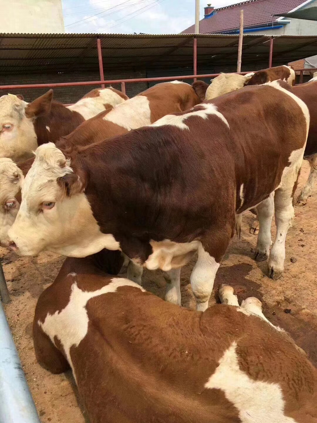 正常牛中毒怎么处理最有效,牛常见的中毒病有哪些