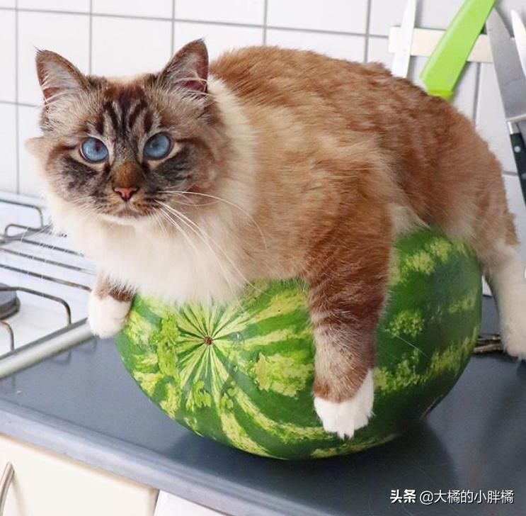 猫咪热到躲冰箱里避暑原视频,猫咪在家热死