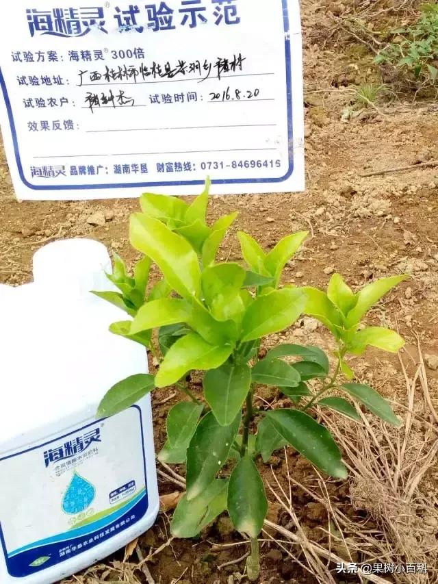 作物的根系好不好,直接决定作物的产量,柑橘尤其如此