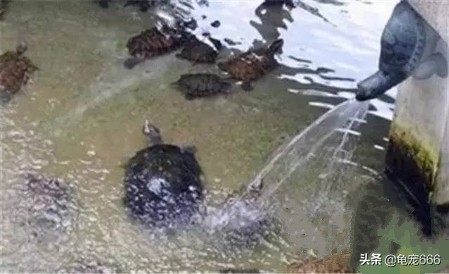 如何预防乌龟身上的细菌感染人,怎样预防乌龟龟甲真菌感染