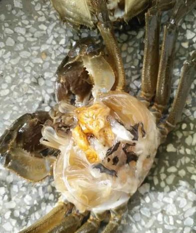 螃蟹养殖需要注意什么,螃蟹养殖吃什么