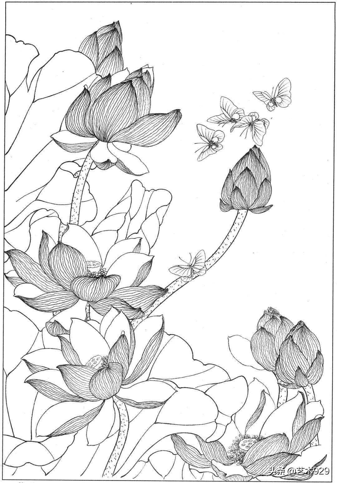 余稚荷花蜻蜓图高清白描底稿,白描荷花勾线方法讲解视频
