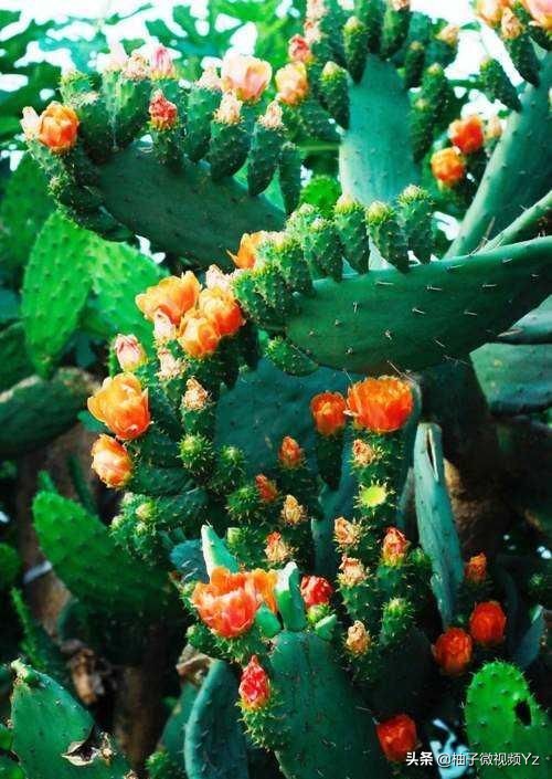 大智若愚的人生感悟句子,大智若愚的智慧名言