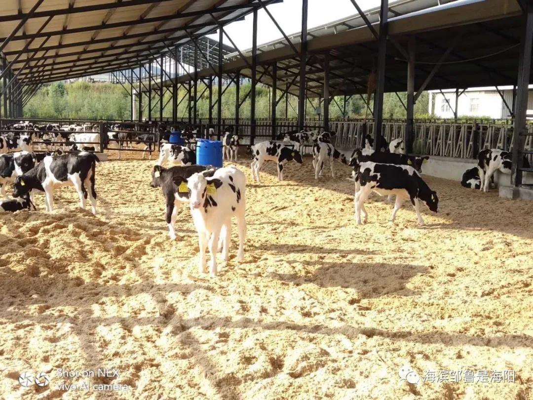 紫色鹅肝,鹅毛鹅肝