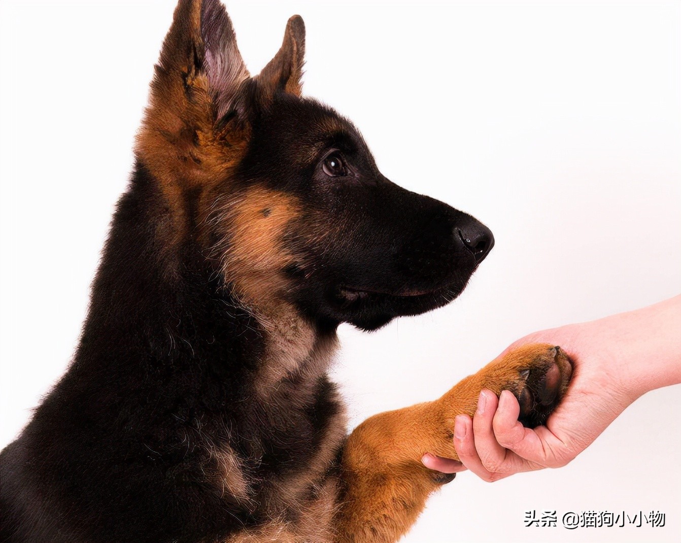 短毛德牧与长毛德牧配狗可以吗,德牧长毛智商高还是短毛德牧高