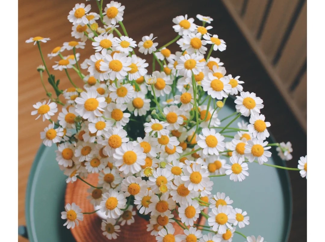 蓝色花花花语,花语是我喜欢你的花