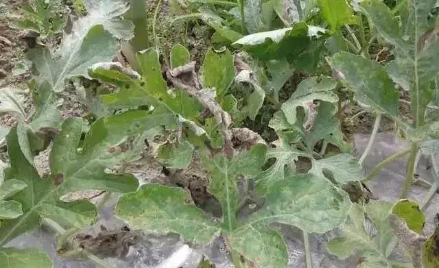 青霉灰霉杀菌剂,青霉绿霉跟灰霉有什么区别