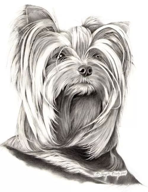 素描动物入门知识,素描动物简单入门教程狗