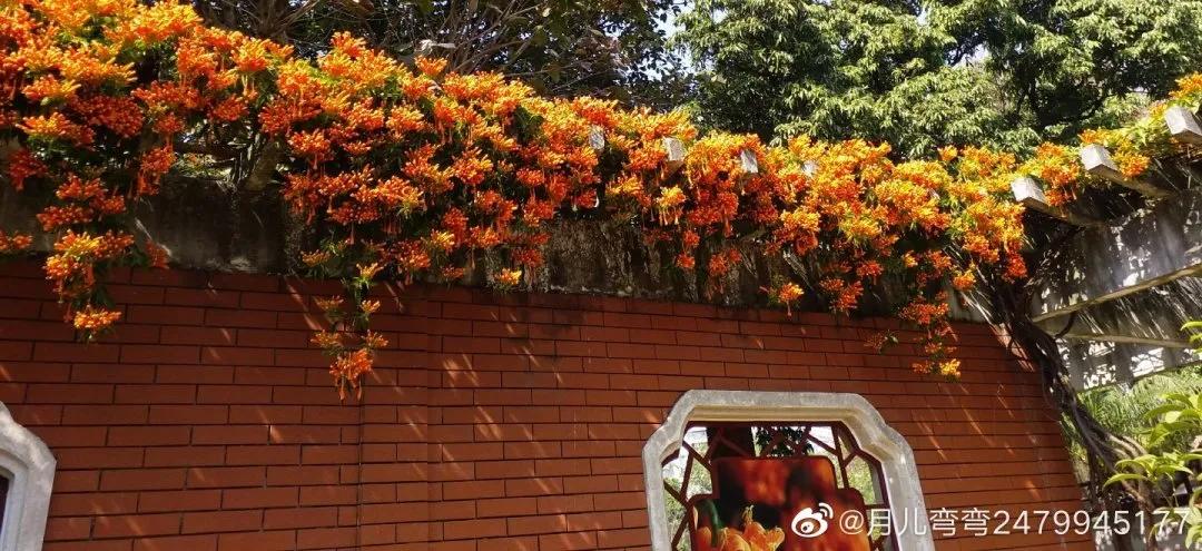 广州现在花开的季节,广州现在什么花开了