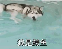 狗中奇葩哈士奇,狗界七大奇葩