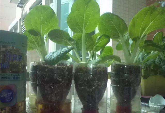 自制养花滴水瓶教程图片,手工自制花瓶养花教程图片