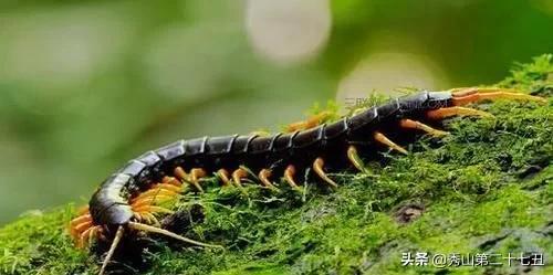 蜘蛛为啥不是五毒,民间传说的五毒没有蜘蛛