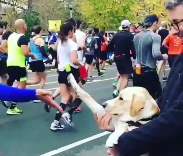 运动员踢死一只小狗,运动员踢小狗