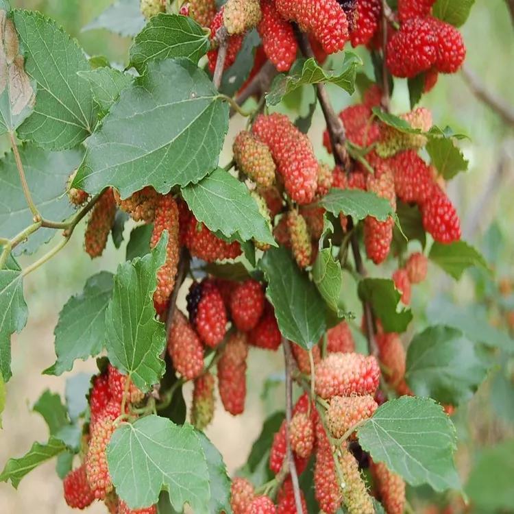 果桑的栽培方法,果桑果树栽培视频