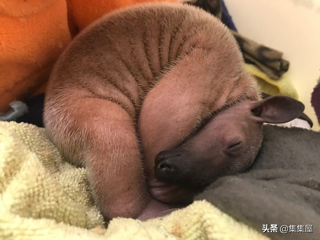 来自动物世界的22个有趣事实,动物世界中有什么有趣的现象