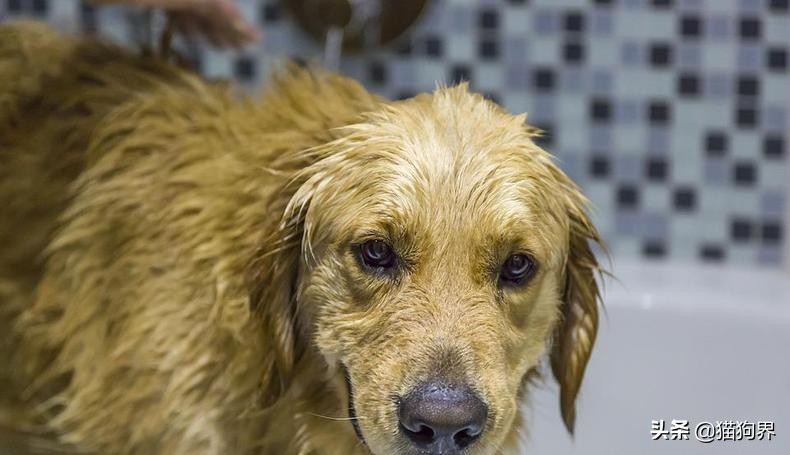 狗狗皮肤起皮屑像头皮屑用什么药,狗狗毛发干枯无光泽有皮屑怎么办
