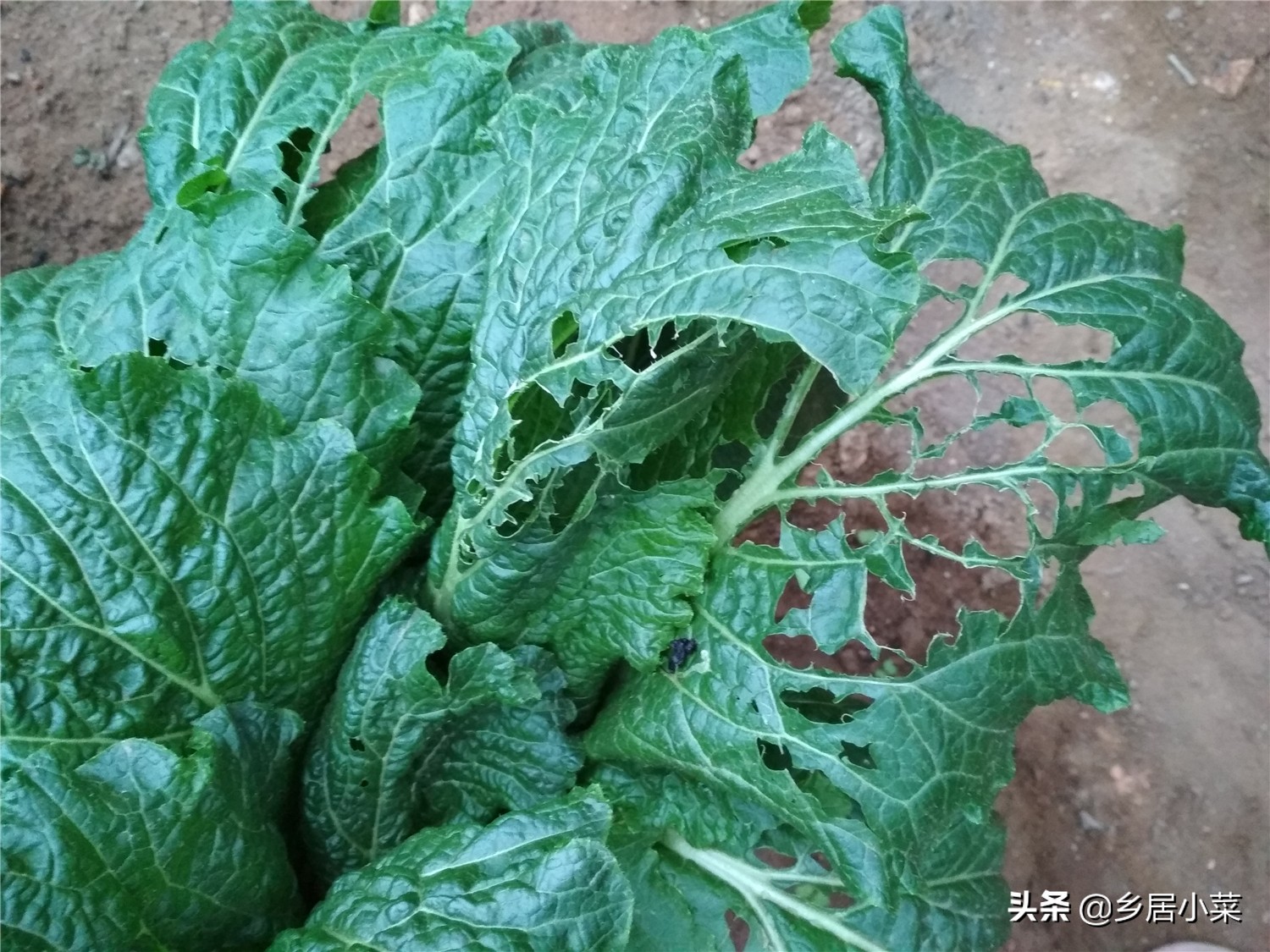 白菜上面有夜蛾幼虫怎么办,白菜上的白蛾怎么消灭