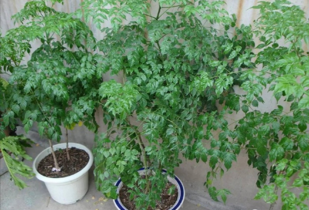 幸福树叶子发黄干枯能全部剪了吗,水培幸福树叶子发蔫怎么办