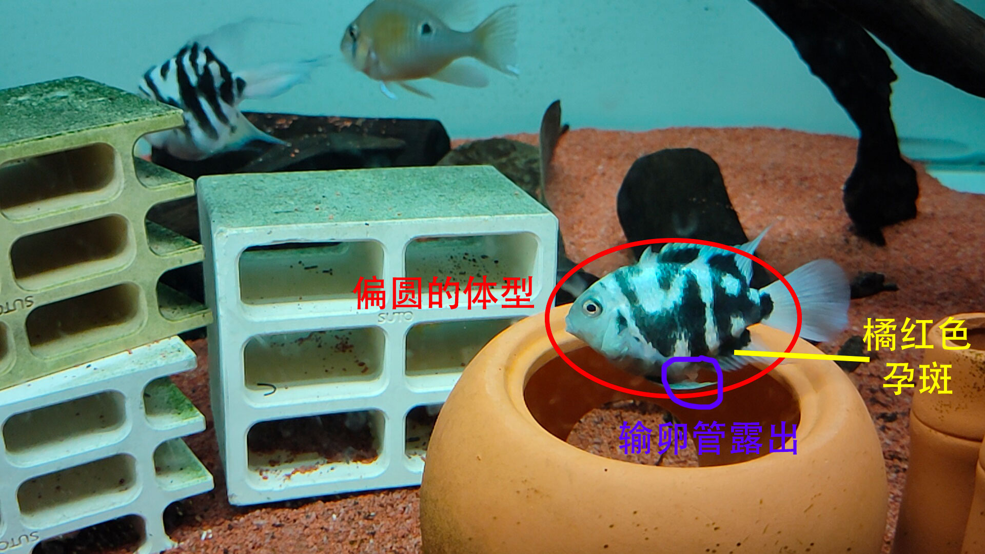 宝石蓝迷你鹦鹉鱼怎么分公母,迷你白金鹦鹉鱼多大可以分公母