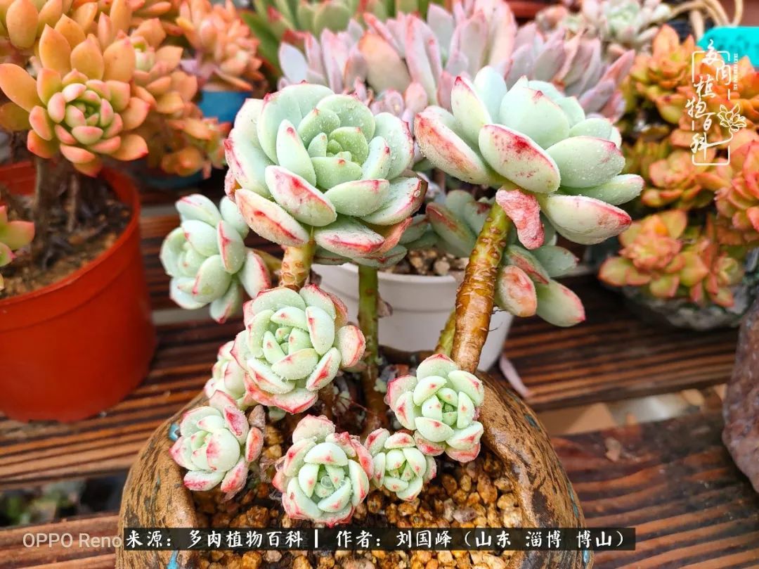 冬季室温20度以上多肉怎么养,贵的不一定就是好的便宜的
