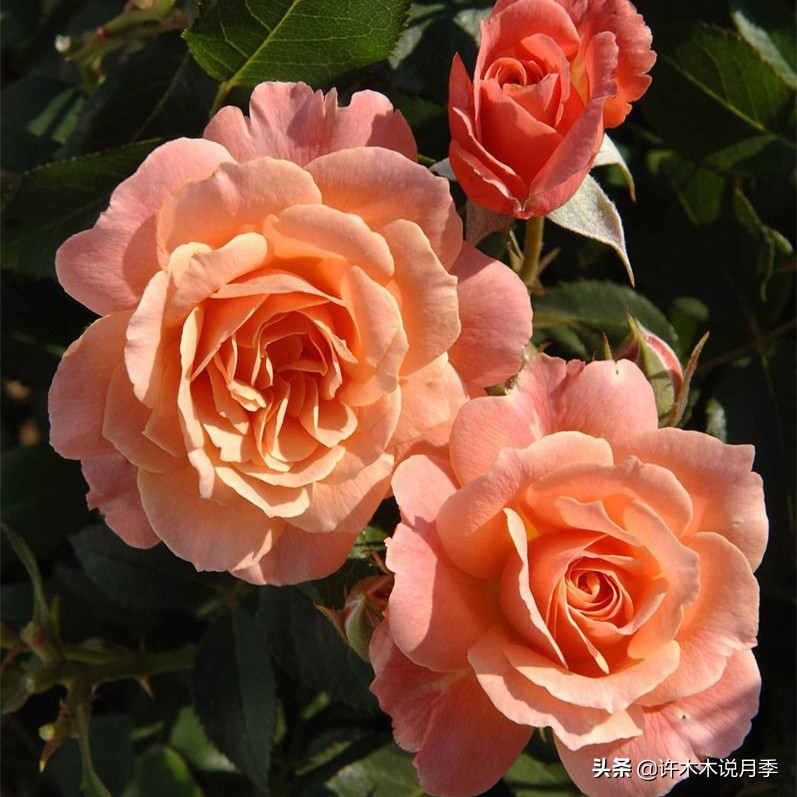 前一段时间买的月季不开花怎么办,月季不开花怎么区分开花颜色