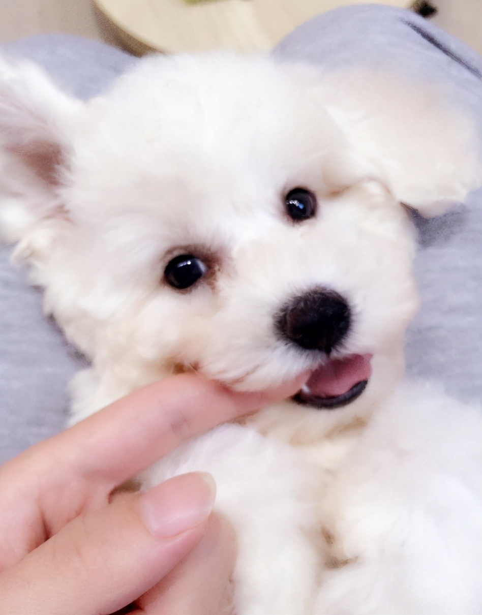 比熊犬喜欢咬主人手怎么办,比熊犬为什么爱咬人