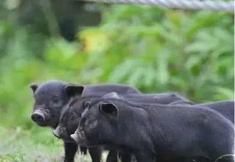 苏轼笔下的猪肉为何如此美味？微生物发酵饲料助力生态肉禽养殖