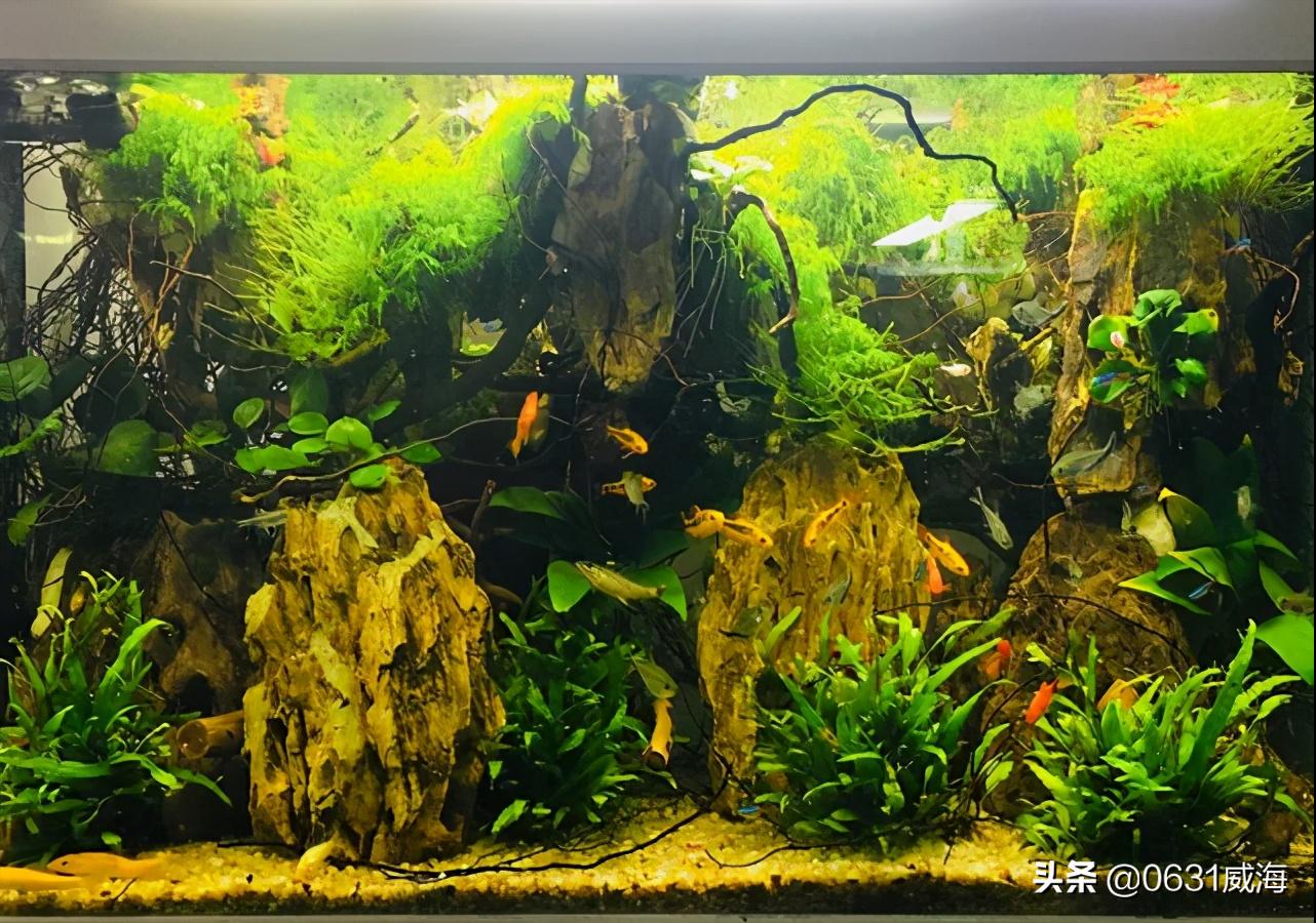 养孔雀鱼需要什么水草,新手养孔雀鱼十大禁忌水草